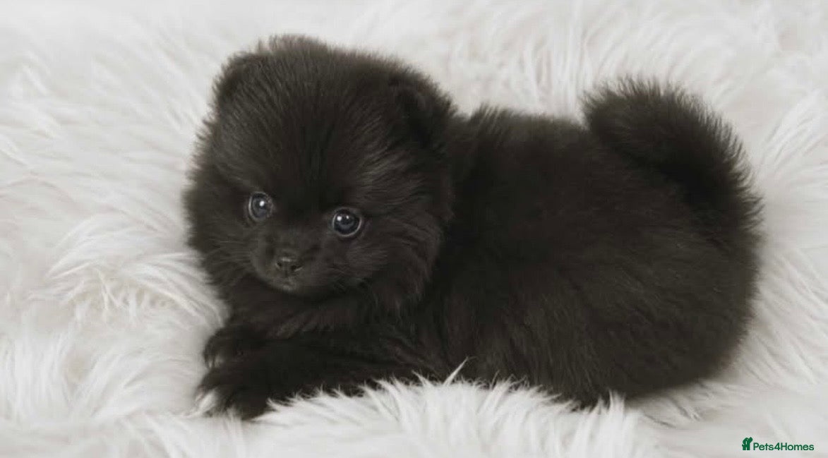 Pomeranian dogs Russian/Taiwan Pomeranian puppies - Advert 18