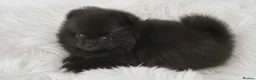 Pomeranian dogs for sale: Russian/Taiwan Pomeranian puppies - Advert 1