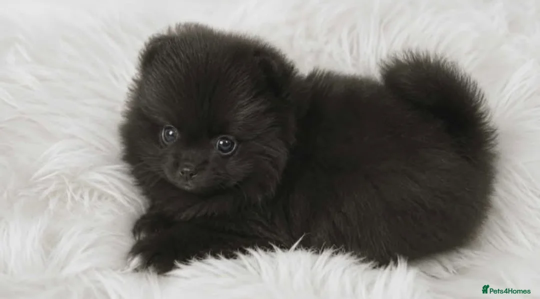 Pomeranian dogs for sale: Russian/Taiwan Pomeranian puppies - Advert 1