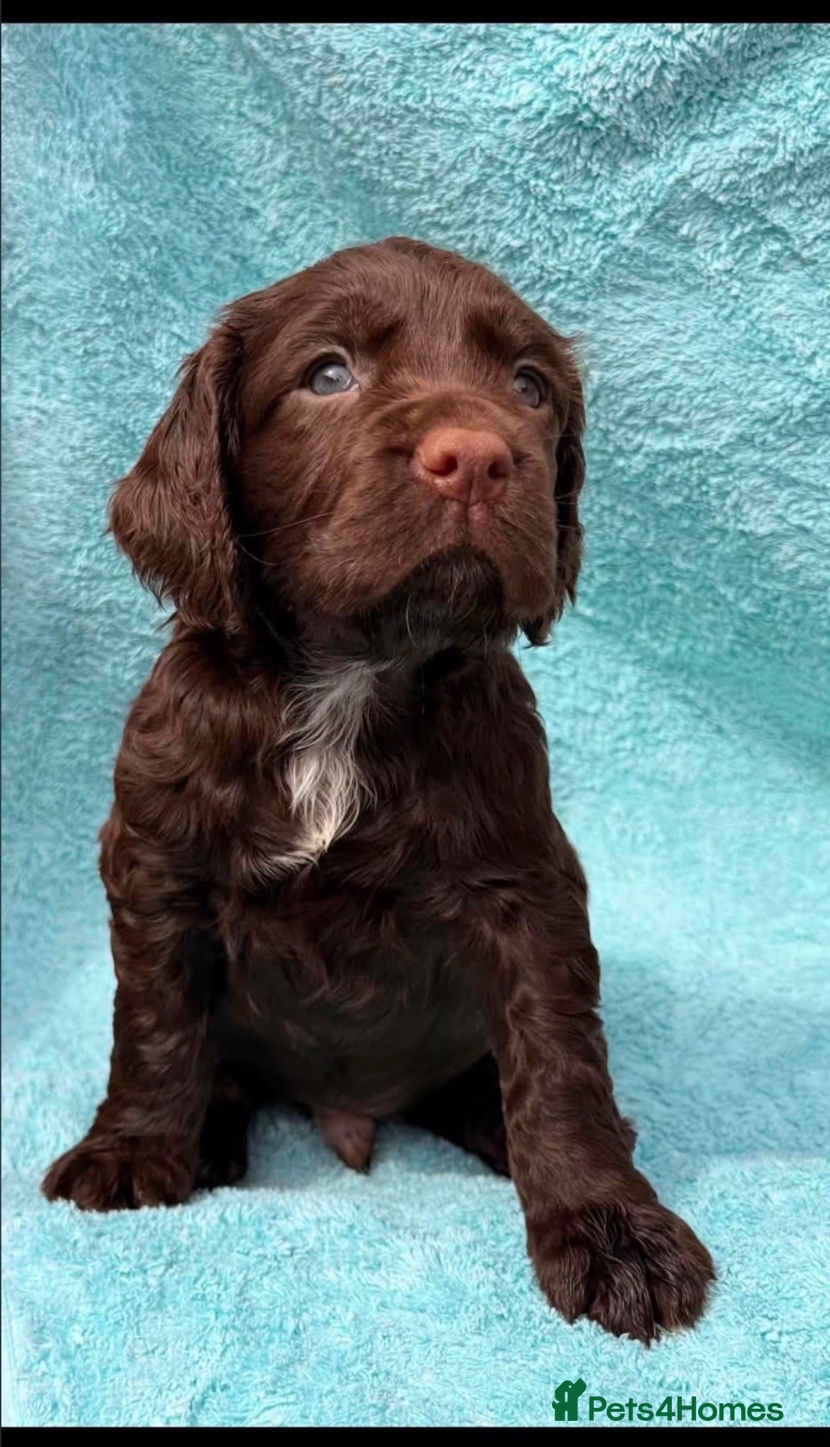 Sprocker dogs Stunning Male Puppy  - Advert 2
