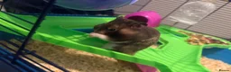 Hamster rodents for sale: Male Syrian hamster - Advert 3