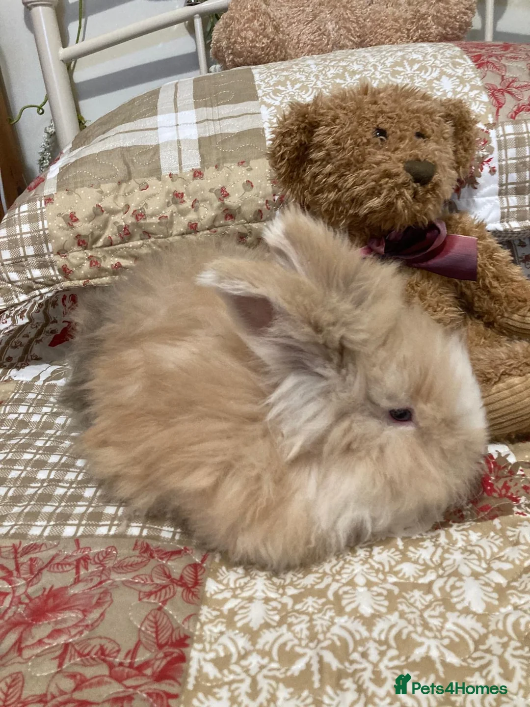 Angora rabbits for sale: Adorable angora babies - Advert 7