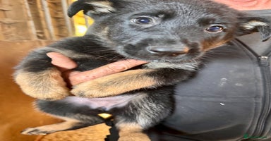 German Shepherd dogs - Advert 6
