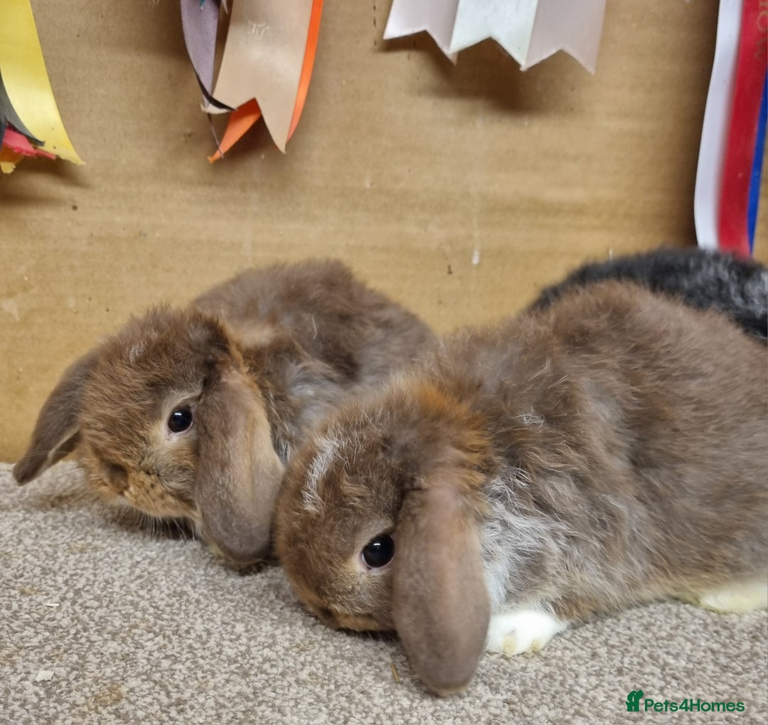 Mini Lop rabbits for sale: Gorgeous mini lop babies - Advert 3