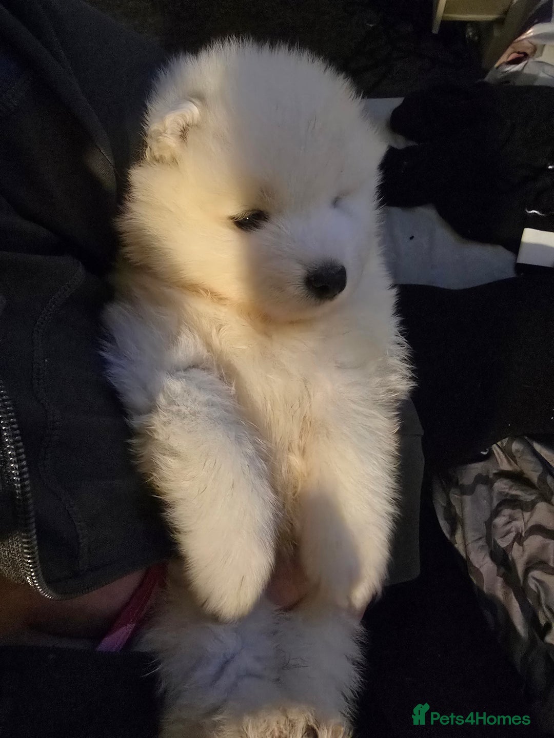 Samoyed dogs for sale: Registered samoyed puppies  - Advert 9