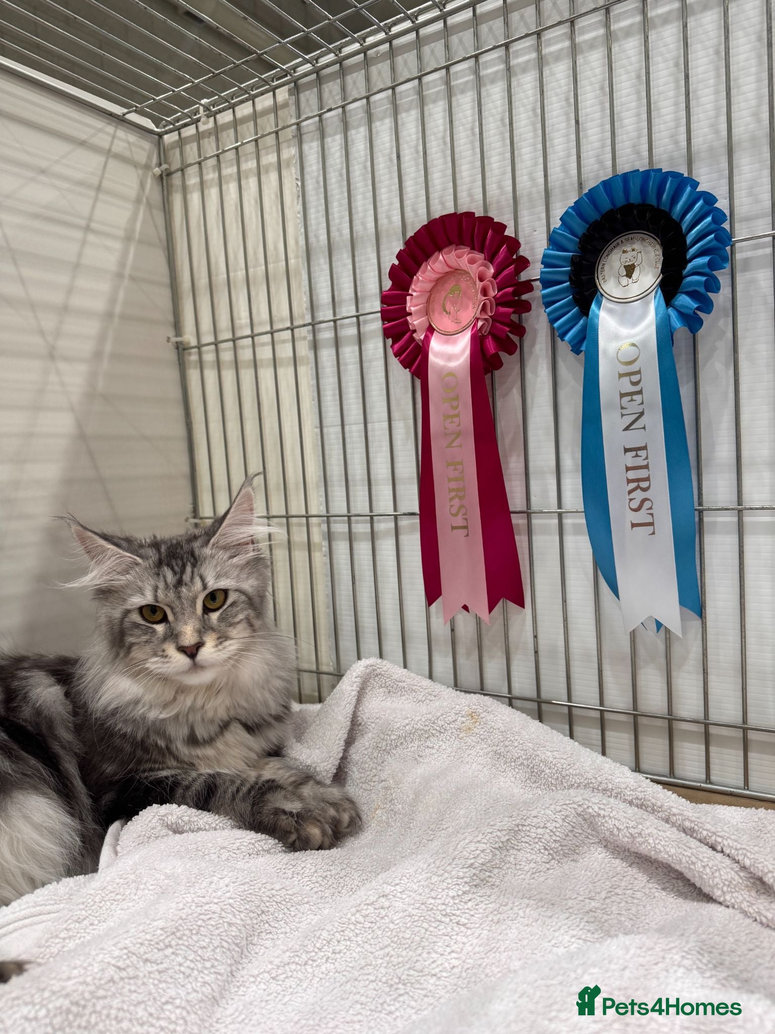 Maine Coon cats Amazing Maine Coon Cats from the Grand Champion  - Advert 2