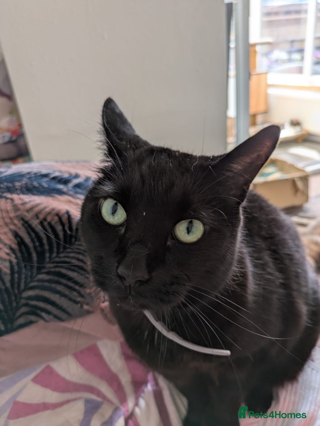 Mixed Breed cats for sale: Binxx - Image 4