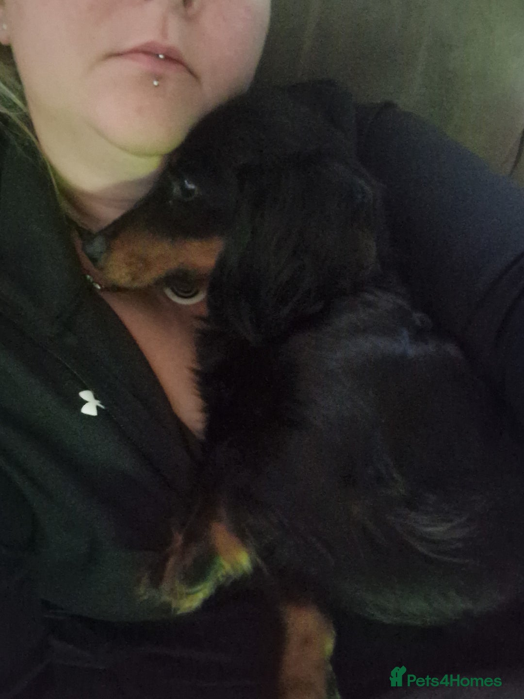 Miniature Dachshund dogs for sale: MINIATURE DACHSHUND FEMALE  - Image 5