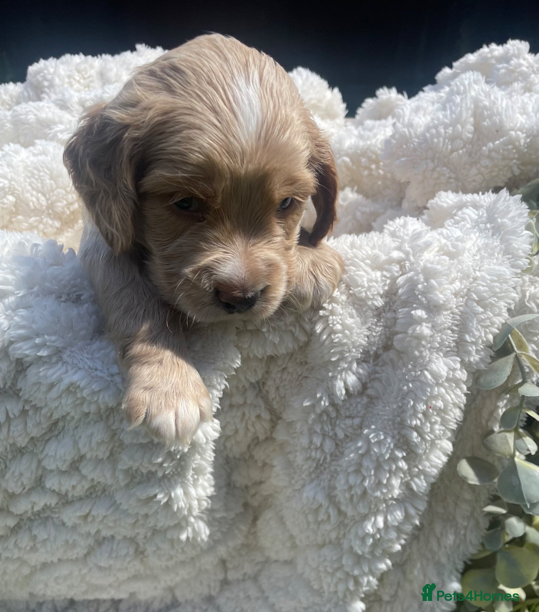 Cockapoo dogs Stunning F1b Cockapoo puppies - Advert 1