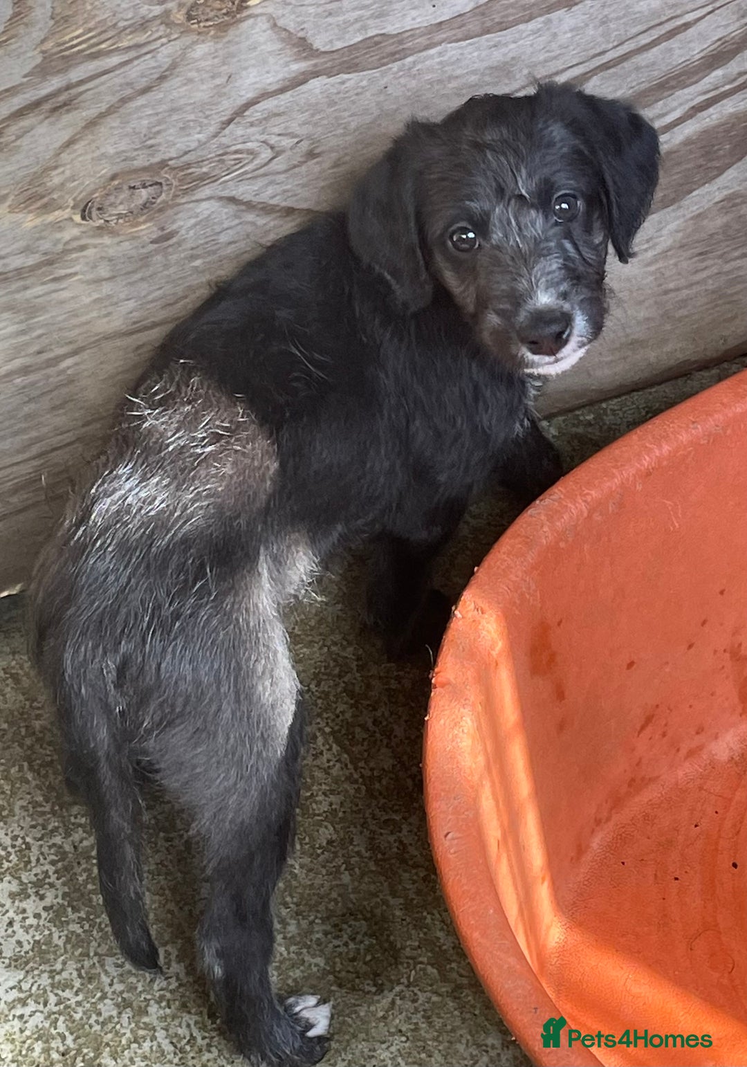 Mixed Breed dogs for sale: F1 Beddy  whippet out of KC health tested parents - Image 6