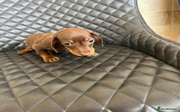 Dachshund dogs for sale: Dachshund puppies  - Image 11