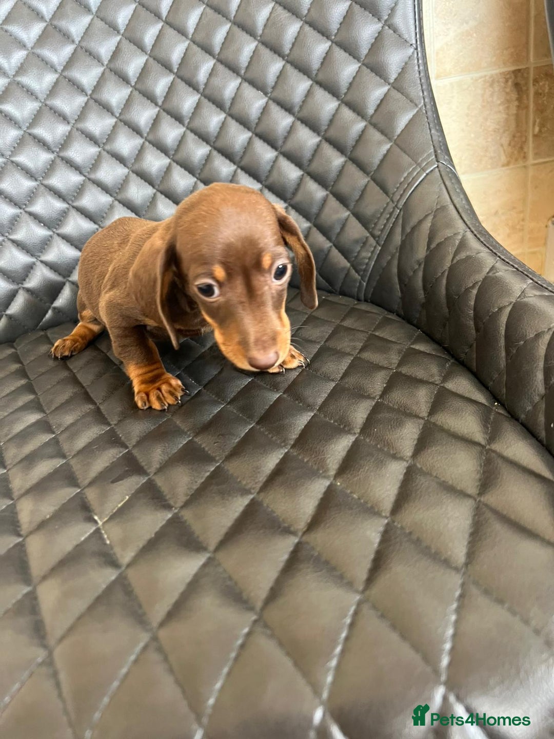 Dachshund dogs for sale: Dachshund puppies  - Image 11