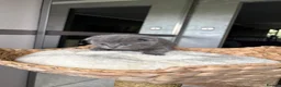 Scottish Fold cats for sale: 7 Beautifully Scottish Fold/Straight kittens - Advert 13