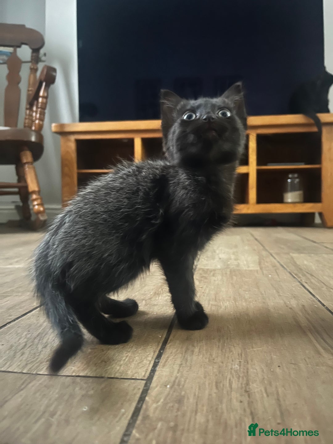 Mixed Breed cats for sale: Kittens ready now - Advert 7