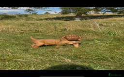 Hungarian Vizsla dogs for sale: Wirehaired Vizsla’s - Image 23