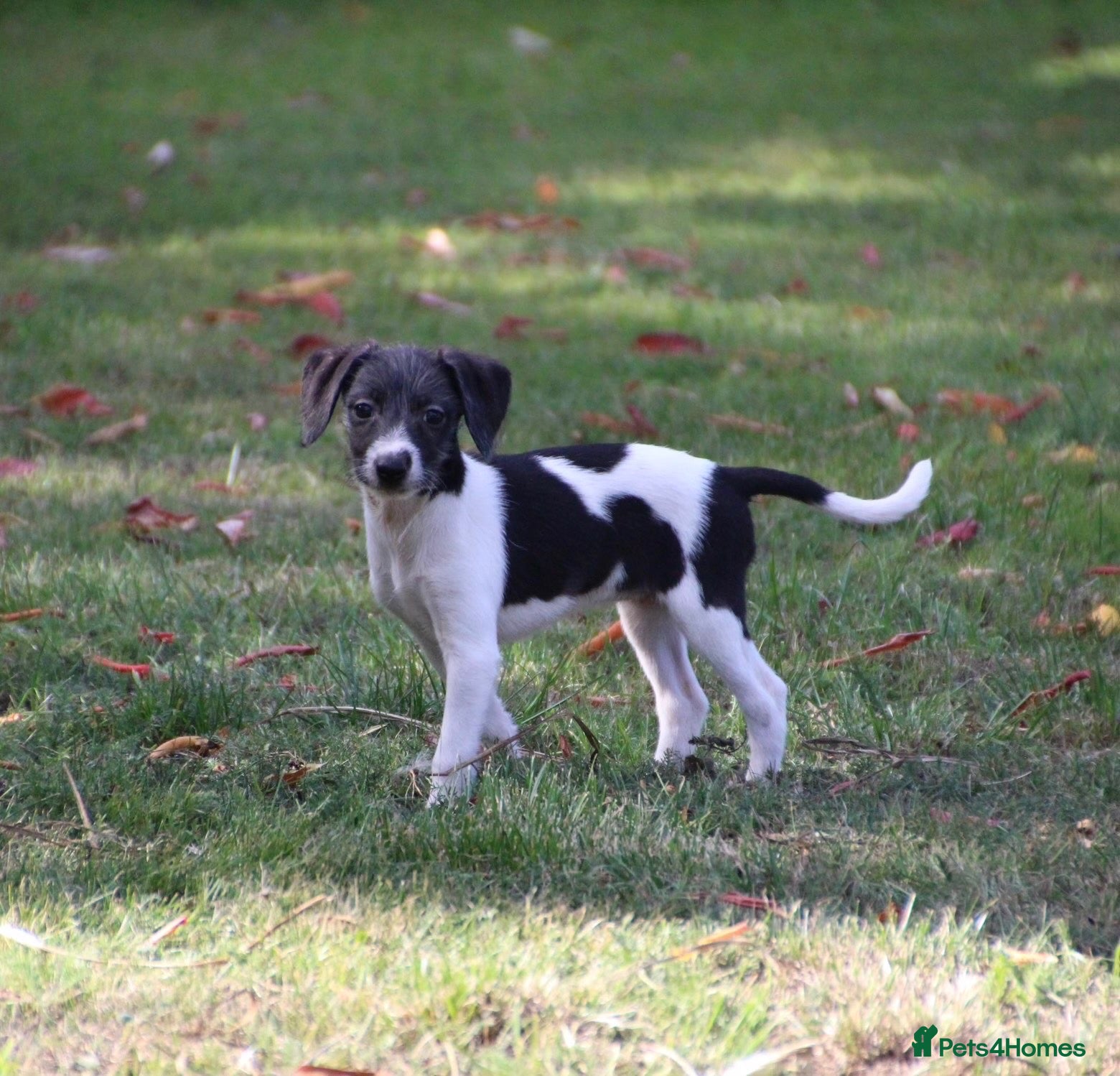 Mixed Breed dogs Beddy whippet second generation - Advert 4
