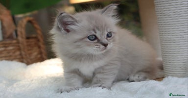 Ragdoll cats - Advert 3