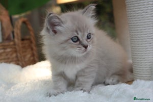 Ragdoll cats - Advert 3