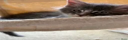 Maine Coon cats for sale: READY NOW Purebred Pedigree Maine Coon Kittens - Advert 8
