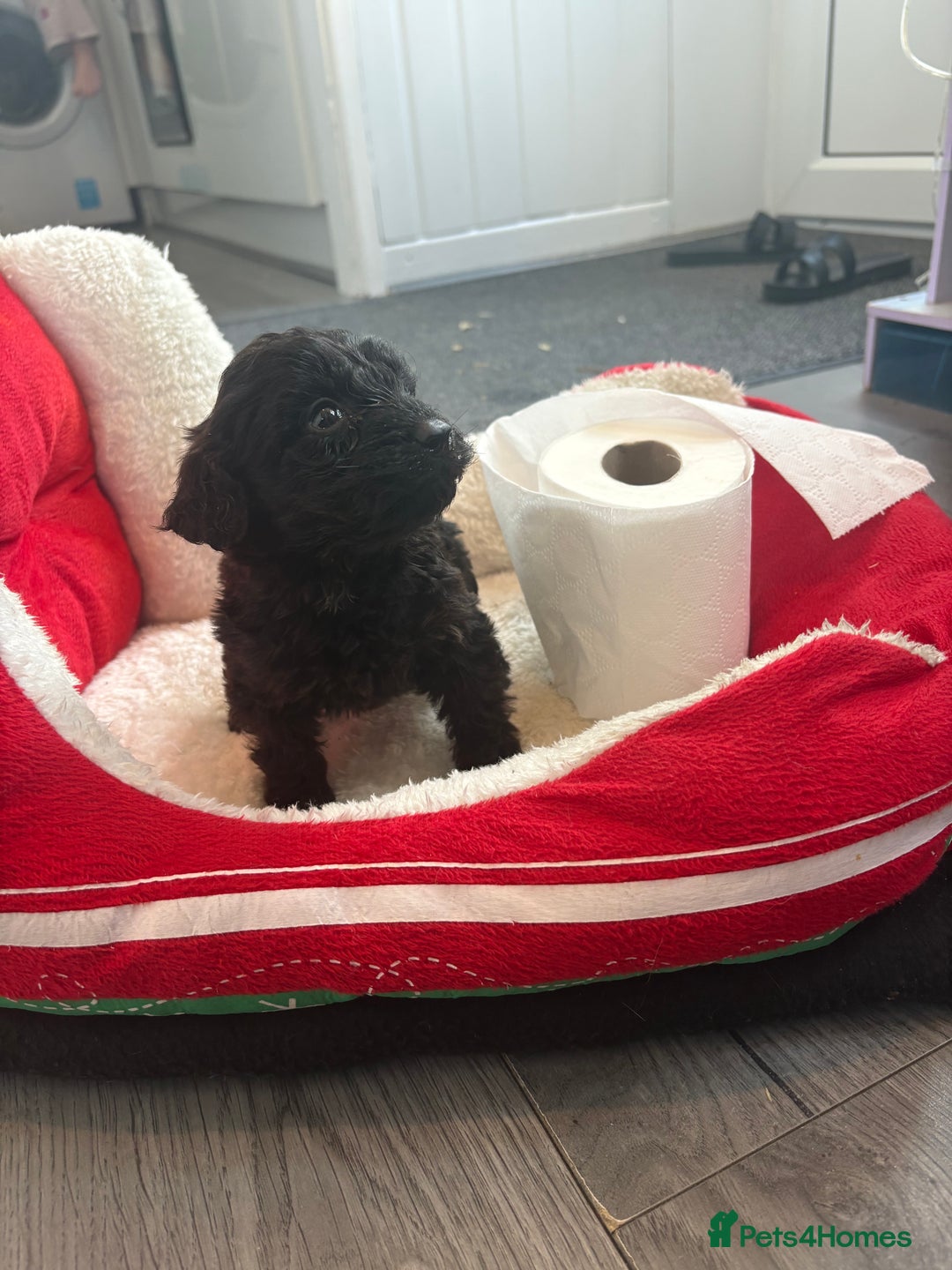 Cockapoo dogs for sale: Cockapoo puppies  - Image 6