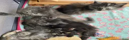 Maine Coon cats for sale: TICA - Only 1 stunning Maine coon girl left - Advert 12