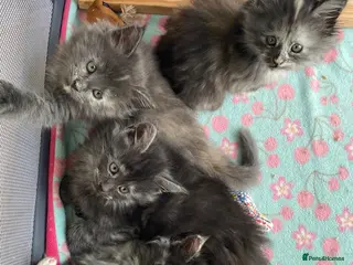 Maine Coon cats Exceptional Maine Coon Kittens - Advert 2