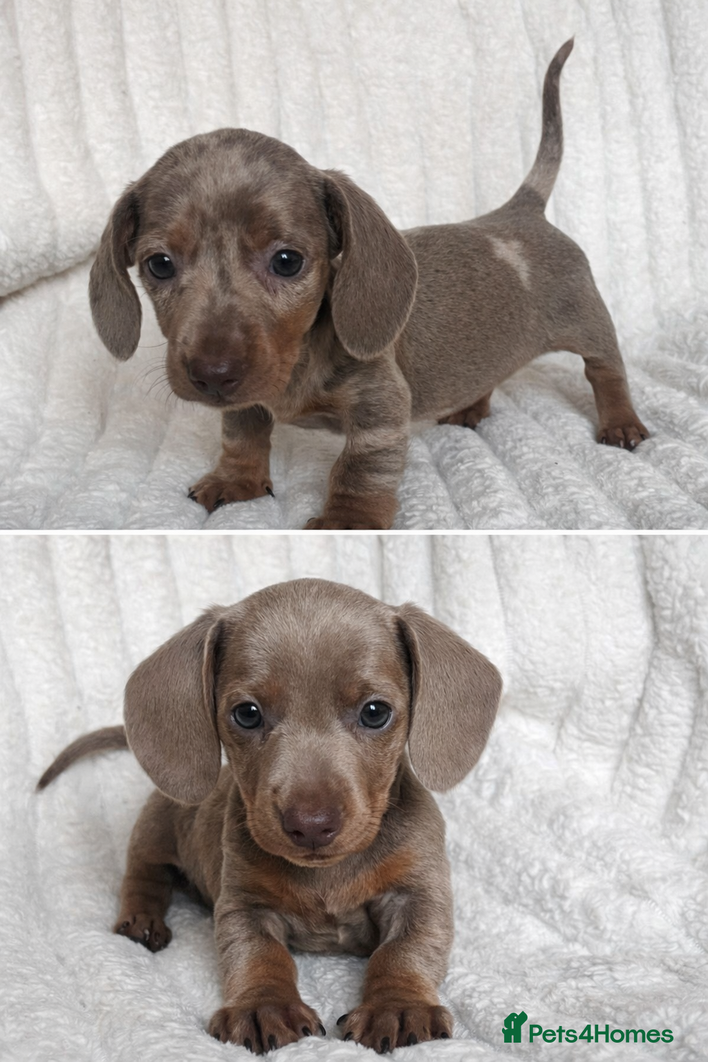 Miniature Dachshund dogs Stunning Isabella mini dachshund puppies - Advert 5