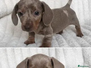 Miniature Dachshund dogs Stunning Isabella mini dachshund puppies - Advert 5