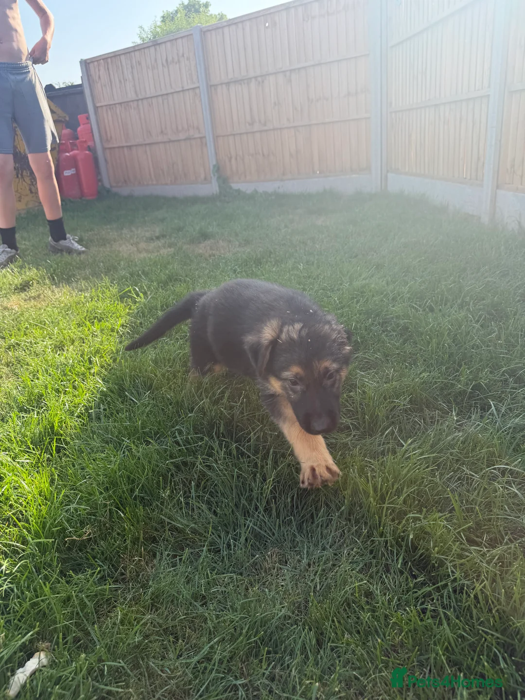 German Shepherd dogs for sale: German Shepard puppies  - Advert 2