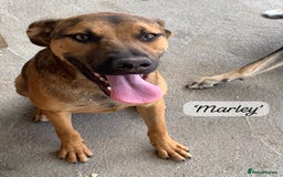 Mixed Breed dogs for adoption: Marley, approx 7 months. Available for adoption. - Image 12