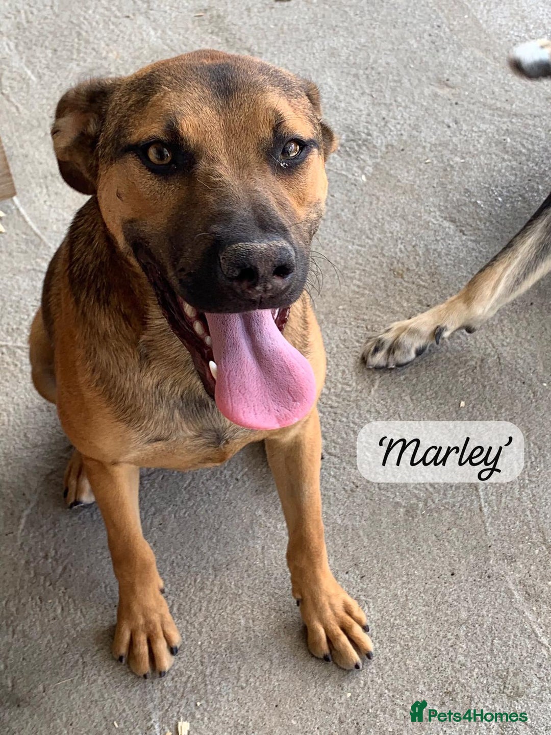 Mixed Breed dogs for adoption: Marley, approx 7 months. Available for adoption. - Image 12