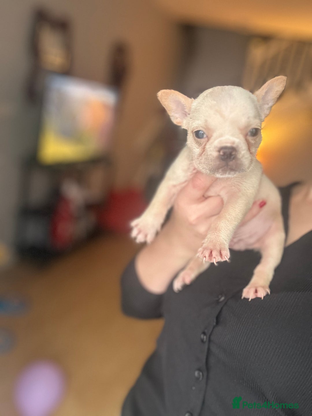 French Bulldog dogs for sale: Frenchie puppies  - Advert 5