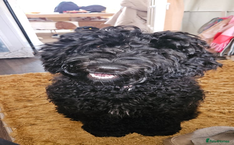 Sheepadoodle dogs - Advert 1
