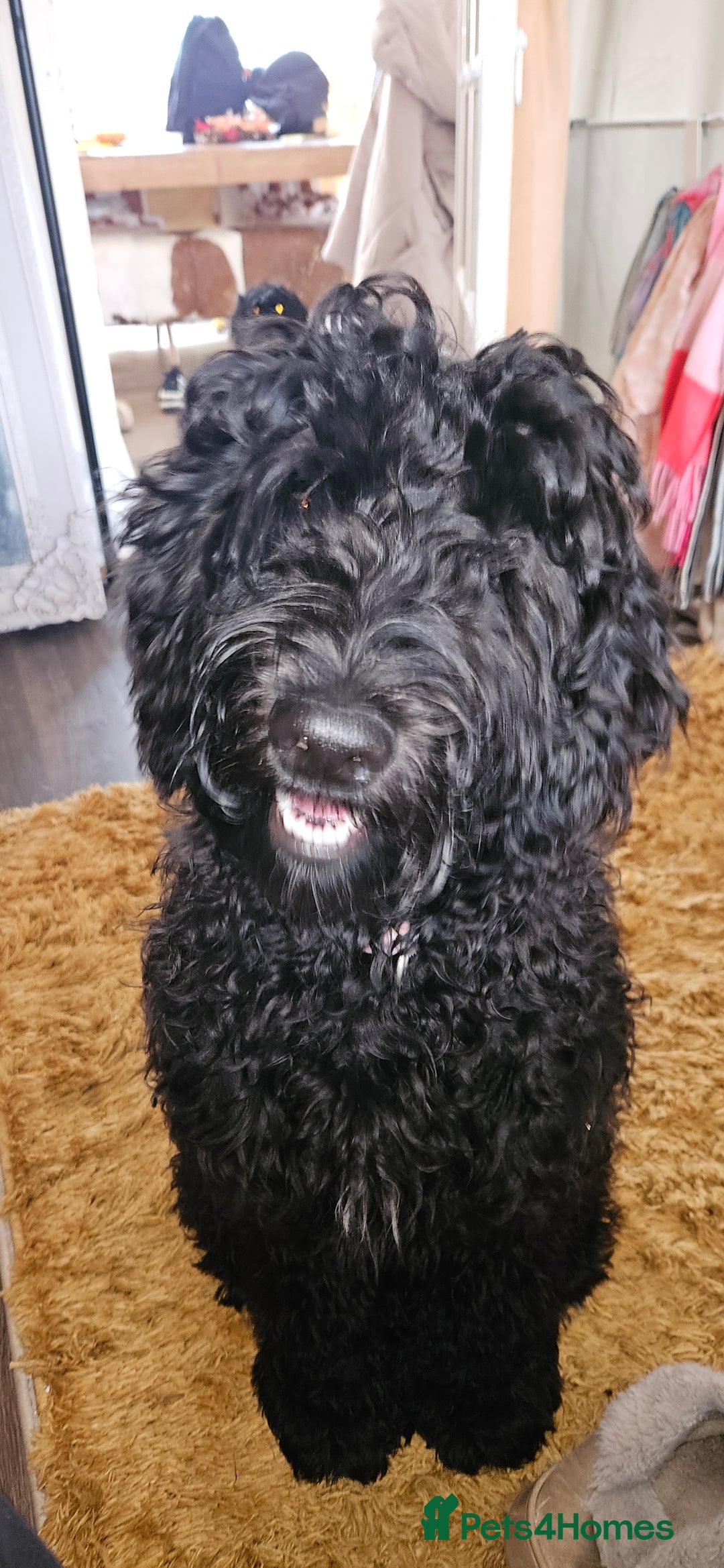 Sheepadoodle dogs for sale: Miss Mary the shepadoodle - Image 1