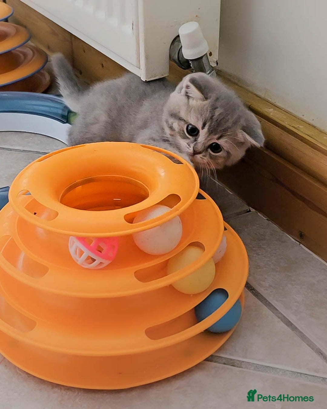 British Shorthair cats for sale: Adorable Kittens Ready For New Home - Advert 5