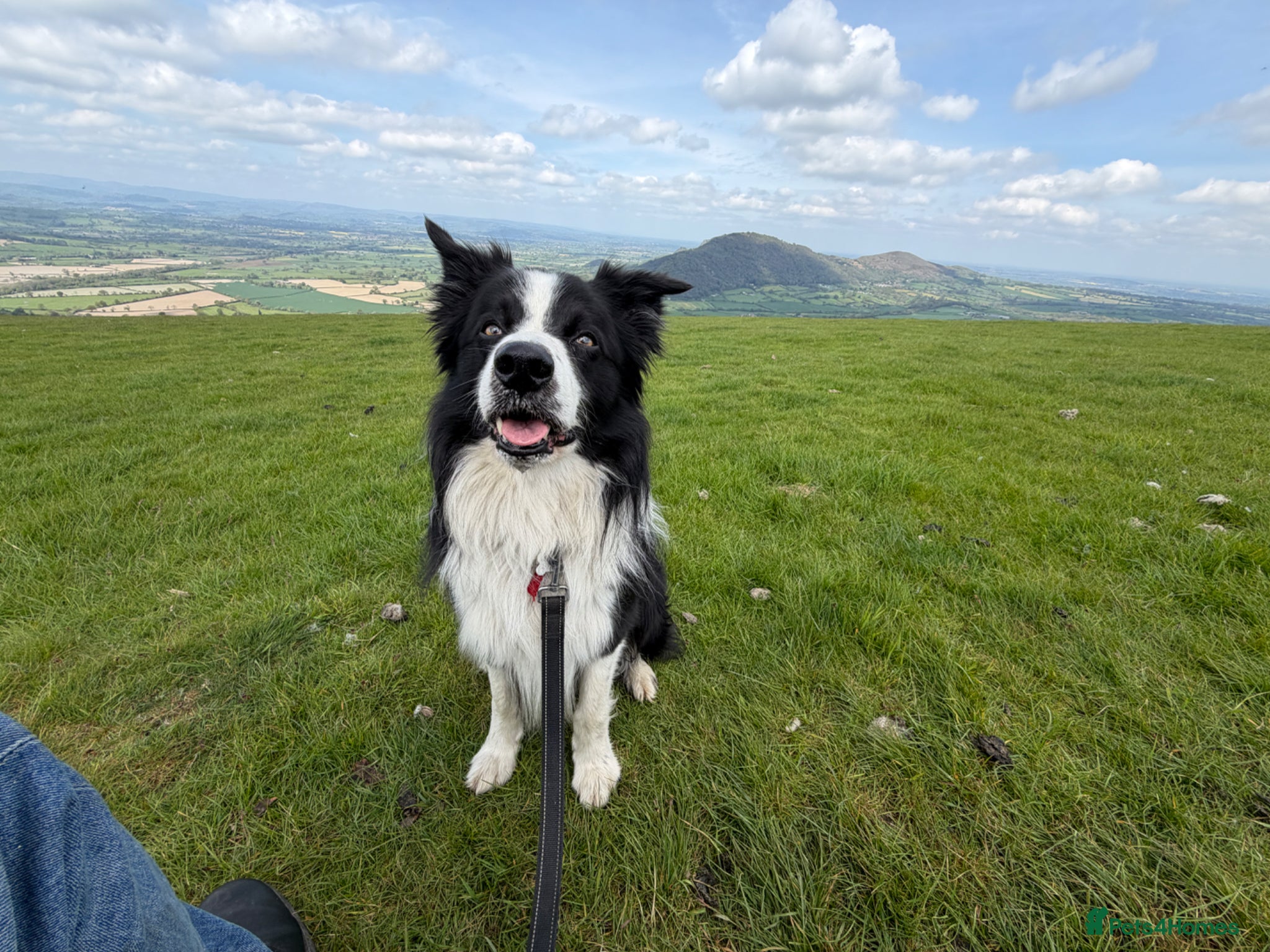 Border Collie dogs Pedigree Border collie pups - Advert 2