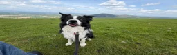 Border Collie dogs for sale: Pedigree Border collie pups - Advert 2