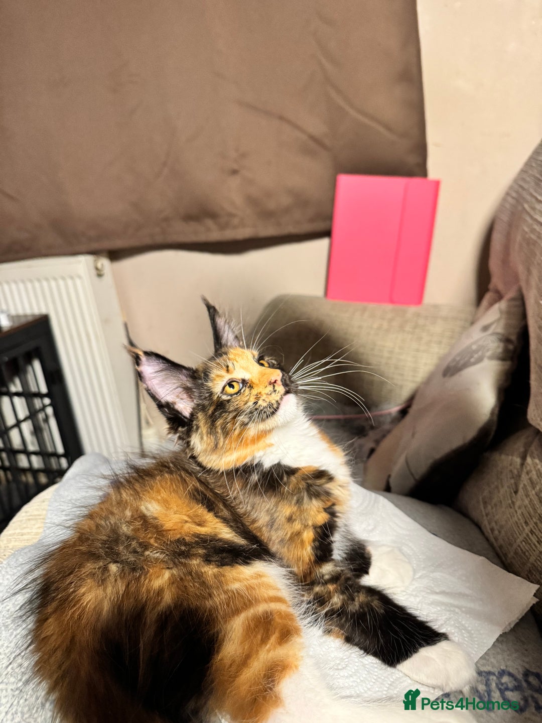 Maine Coon cats for sale: READY NOW! PEDIGREE MAINE COON GIRL  - Advert 13