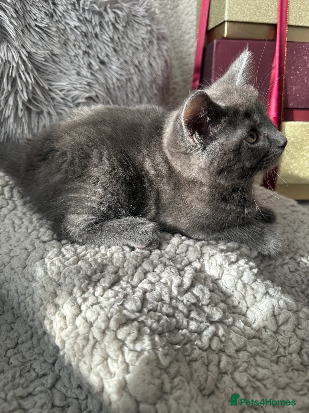 Mixed Breed cats for sale: Long Haired British Blue/Norwegian Forest kittens  - Advert 10