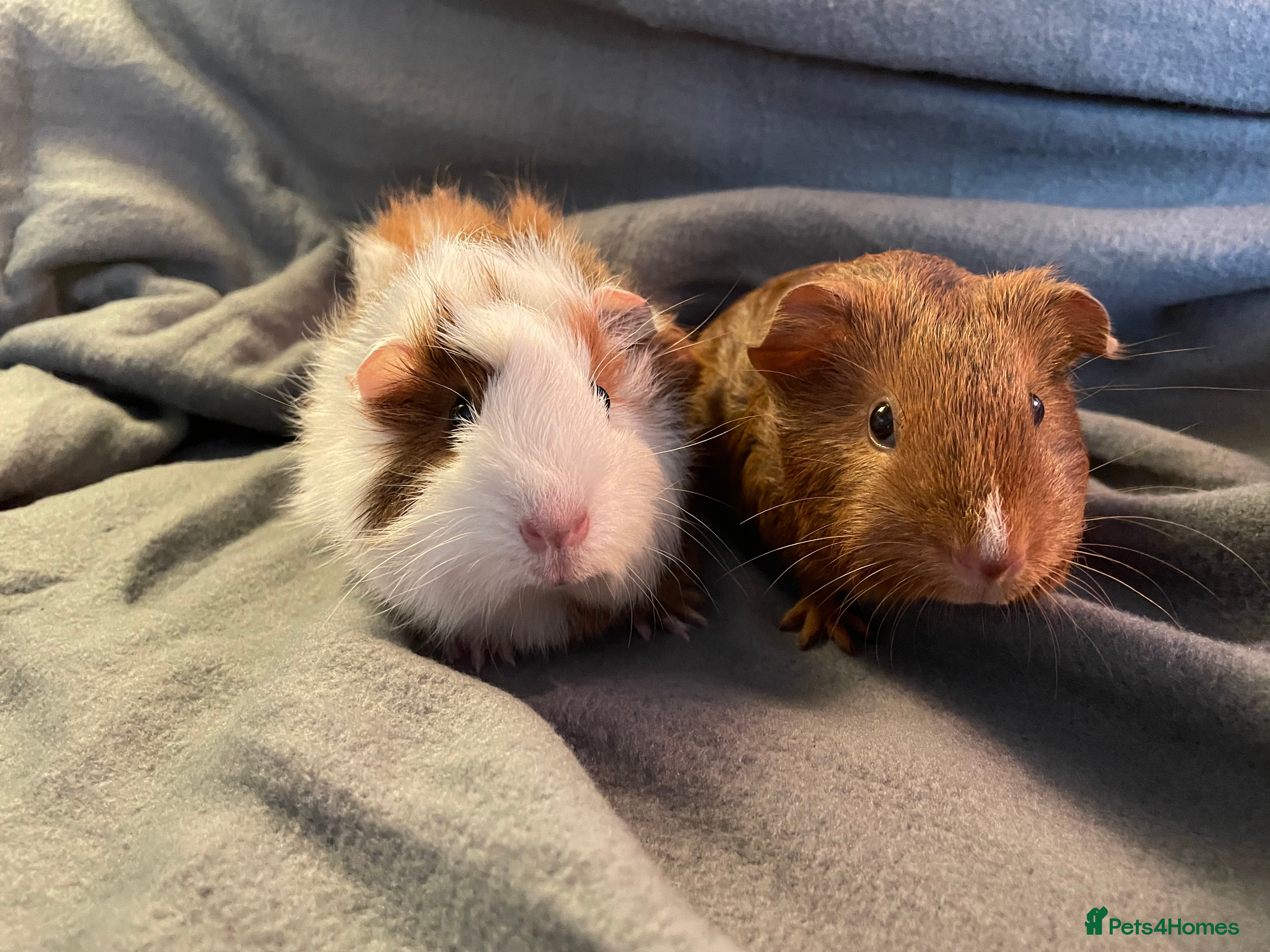 Guinea Pig rodents Baby sow guinea pigs  - Advert 1