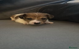 Jack Russell dogs for sale: One boy and one girl Jack Russell left  - Image 3