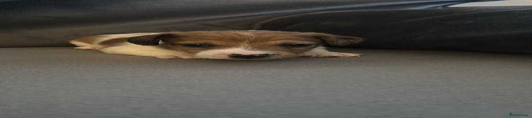 Jack Russell Puppy 1