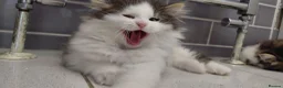 Siberian cats for sale: GCCF siberian brown tabby & white male kitten  - Advert 13