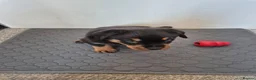 Rottweiler dogs for sale: Rottweiler puppies - Advert 19