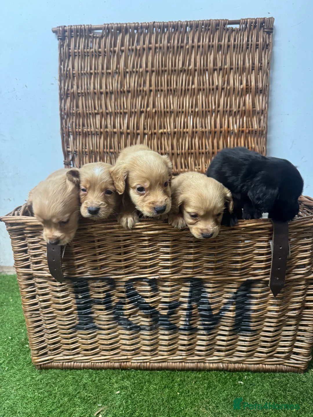 Cocker Spaniel dogs for sale: Fully DNA health tested cocker spaniel puppies - Advert 2