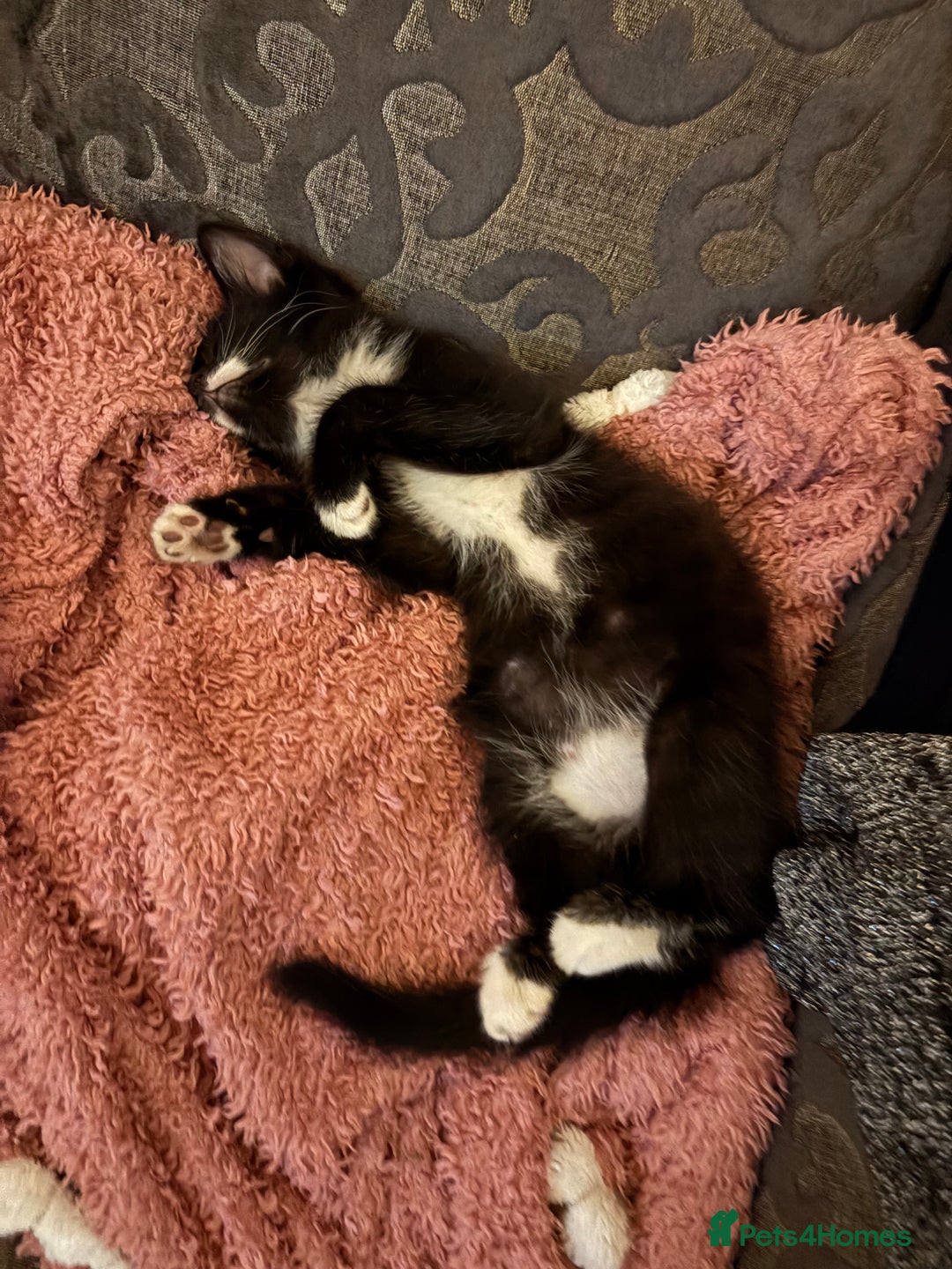 British Shorthair cats for sale: Beautiful loving Black/white rescued girl Kitten - Image 1