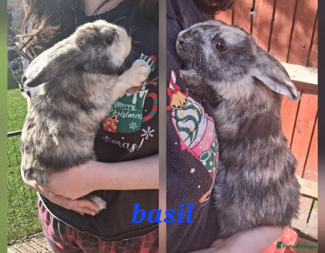 Mixed Breed rabbits for sale: Cute Harlequin Rex x Lop bunnies - Advert 2