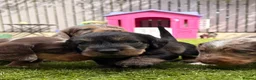 Dachshund dogs for sale: Wire-haired Dachshunds 🤎🐾 - Advert 18