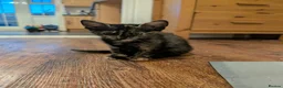 Mixed Breed cats for sale: Kitten of need of a new home  in Rochester - Advert 2