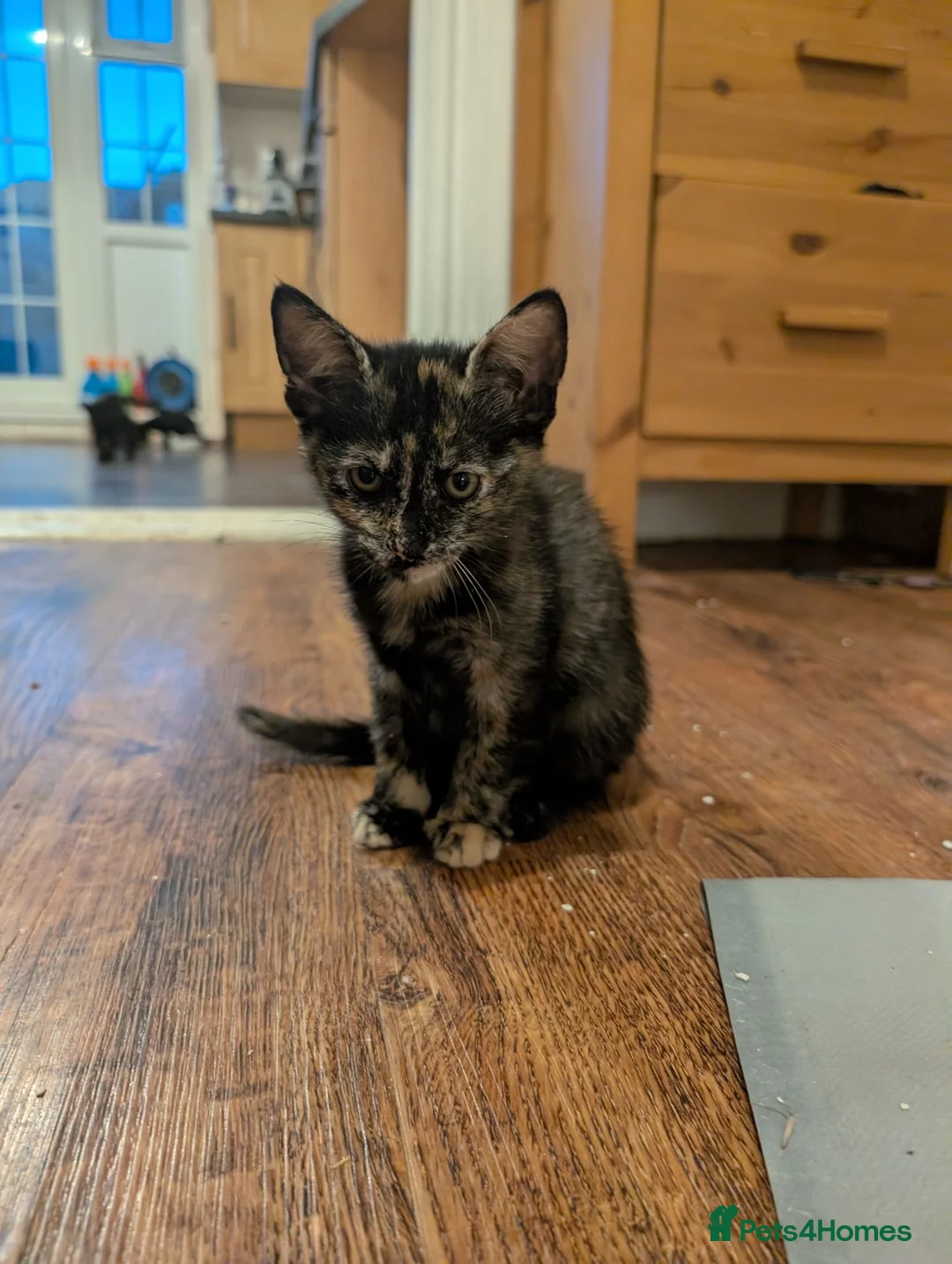 Mixed Breed cats for sale: Kitten of need of a new home  in Rochester - Advert 2